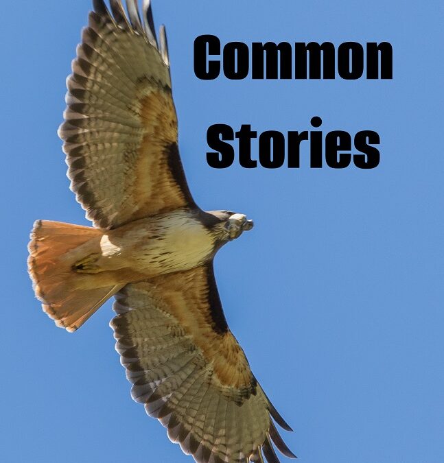 Such Common Stories by Lawrence Hopperton